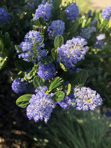 pretty flower