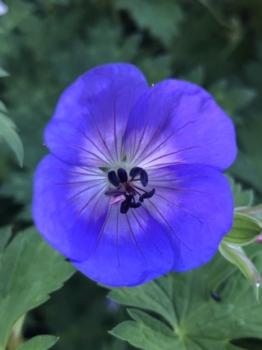 pretty flower