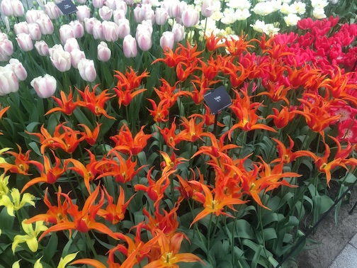 tulipa